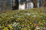 Winter Aconite (Eranthis hyemalis)