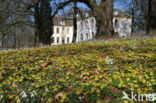 Winter Aconite (Eranthis hyemalis)