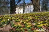 Winter Aconite (Eranthis hyemalis)