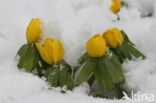 Winter Aconite (Eranthis hyemalis)