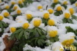 Winter Aconite (Eranthis hyemalis)