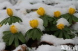 Winter Aconite (Eranthis hyemalis)