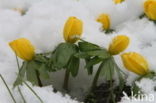 Winter Aconite (Eranthis hyemalis)