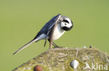 Witte Kwikstaart (Motacilla alba)