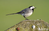 Witte Kwikstaart (Motacilla alba)