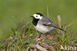 Witte Kwikstaart (Motacilla alba)