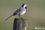 Witte Kwikstaart (Motacilla alba)