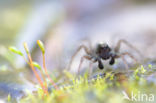 Wolfspider (Pardosa spec.)