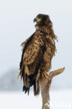 Zeearend (Haliaeetus albicilla)