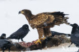 Zeearend (Haliaeetus albicilla)