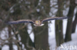 Zeearend (Haliaeetus albicilla)