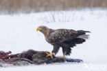 Zeearend (Haliaeetus albicilla)