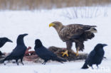 White-tailed Sea Eagle (Haliaeetus albicilla)