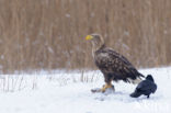 Zeearend (Haliaeetus albicilla)