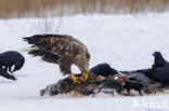 Zeearend (Haliaeetus albicilla)