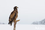 Zeearend (Haliaeetus albicilla)