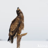 Zeearend (Haliaeetus albicilla)