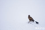 Zeearend (Haliaeetus albicilla)