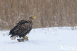 Zeearend (Haliaeetus albicilla)