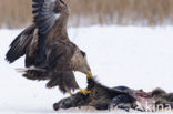 White-tailed Sea Eagle (Haliaeetus albicilla)