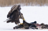 White-tailed Sea Eagle (Haliaeetus albicilla)