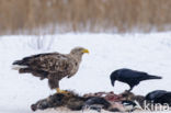 Zeearend (Haliaeetus albicilla)