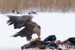 White-tailed Sea Eagle (Haliaeetus albicilla)