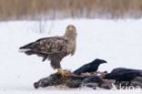 Zeearend (Haliaeetus albicilla)