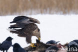 Zeearend (Haliaeetus albicilla)