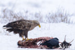 Zeearend (Haliaeetus albicilla)