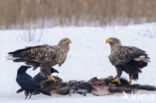 White-tailed Sea Eagle (Haliaeetus albicilla)