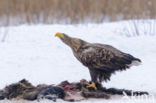 Zeearend (Haliaeetus albicilla)