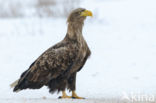 Zeearend (Haliaeetus albicilla)