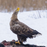 White-tailed Sea Eagle (Haliaeetus albicilla)