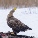 Zeearend (Haliaeetus albicilla)