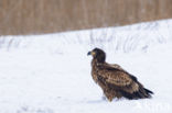 White-tailed Sea Eagle (Haliaeetus albicilla)