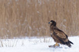 White-tailed Sea Eagle (Haliaeetus albicilla)