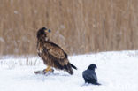 White-tailed Sea Eagle (Haliaeetus albicilla)