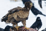 White-tailed Sea Eagle (Haliaeetus albicilla)