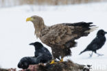 White-tailed Sea Eagle (Haliaeetus albicilla)