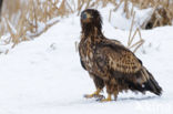 White-tailed Sea Eagle (Haliaeetus albicilla)