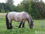 Zeeuws paard (Equus spp)