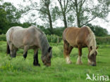 Zeeuws paard (Equus spp)