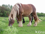 Horse (Equus spp)