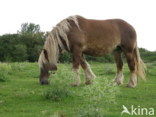 Zeeuws paard (Equus spp)