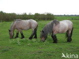 Zeeuws paard (Equus spp)