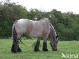 Zeeuws paard (Equus spp)