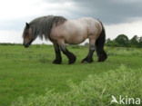 Zeeuws paard (Equus spp)