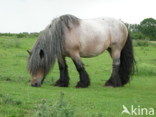 Zeeuws paard (Equus spp)