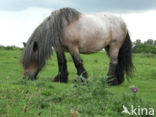 Zeeuws paard (Equus spp)